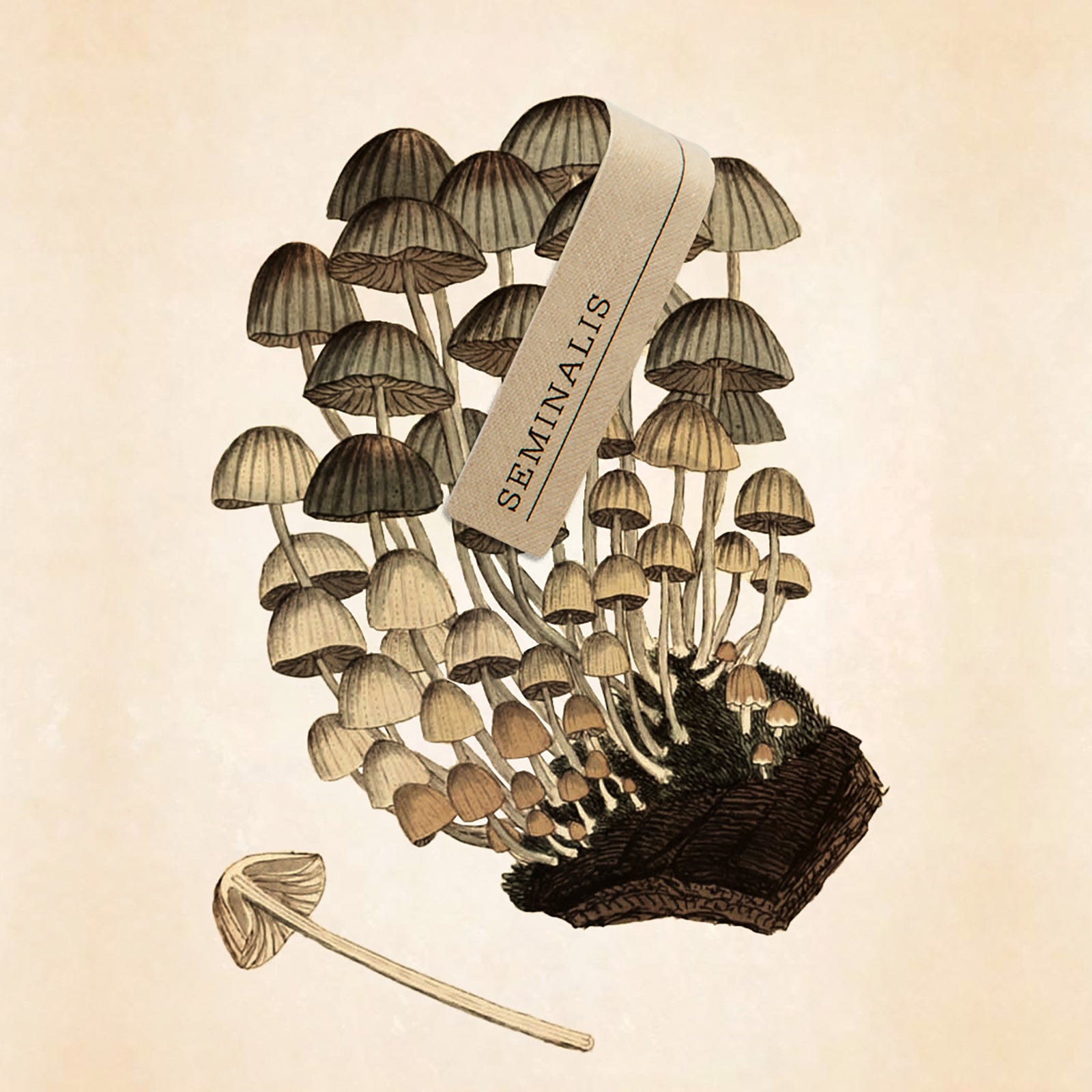 セミナリス｜精子 – NOSE SHOP