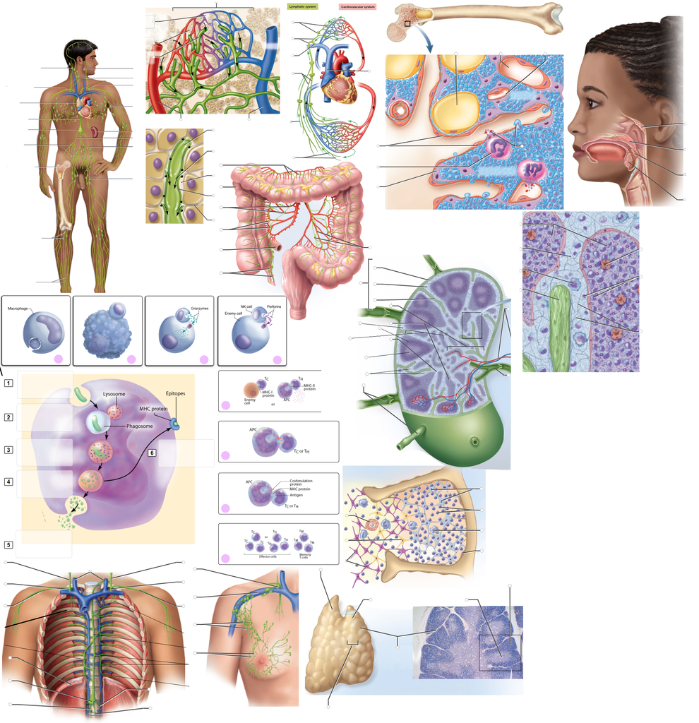 A&P - Anatomy & Physiology: The Unity of Form and Function