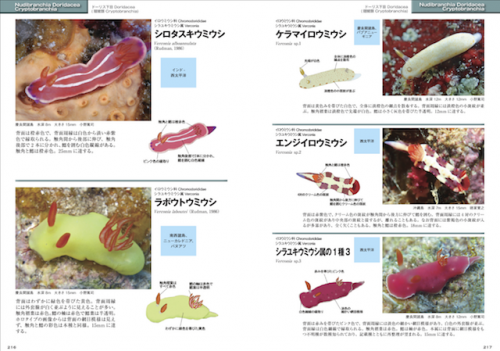 1260種が収録された「新版 ウミウシ」が6月15日に発売！撮影術など