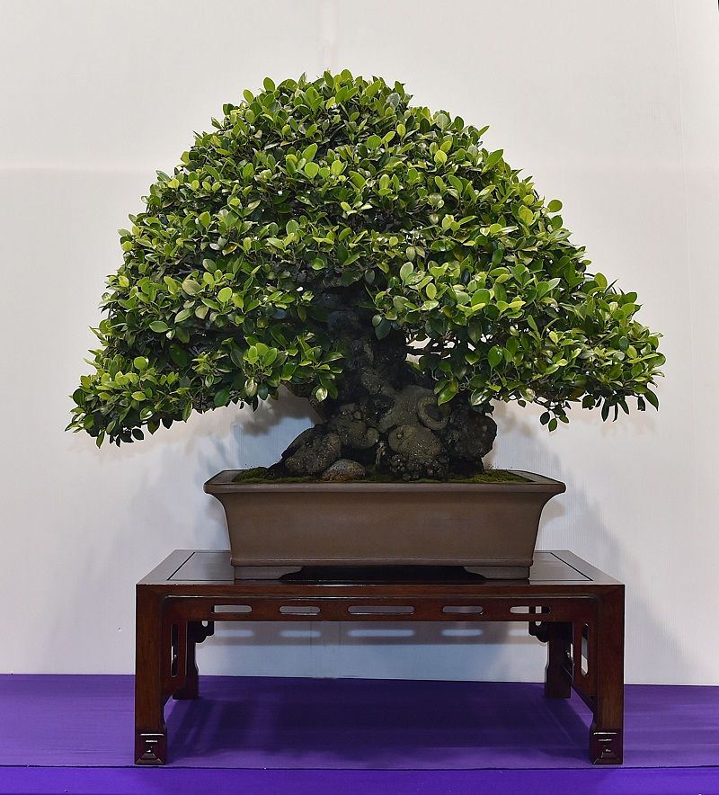 樹齢100年超のガジュマル 沖縄の盆栽展で金賞 恩納村の男性が4年連続