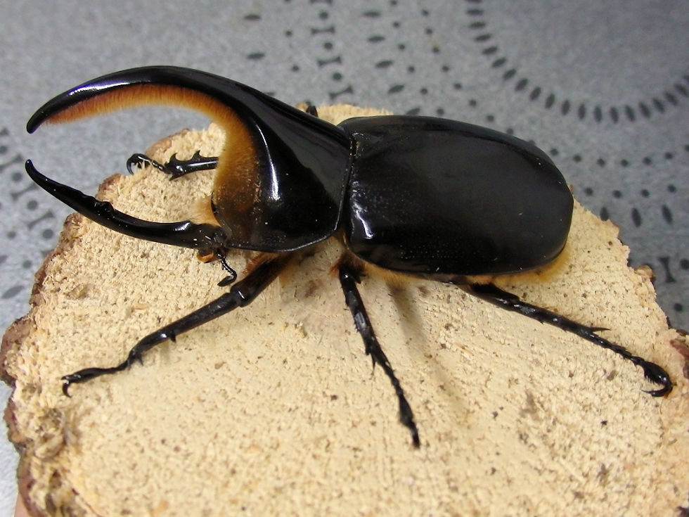 昆虫イベントの展示などサタンオオカブトは人気が上昇しています