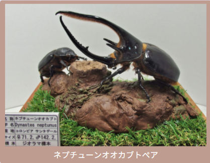 お客様の声 | オオクワ京都昆虫館