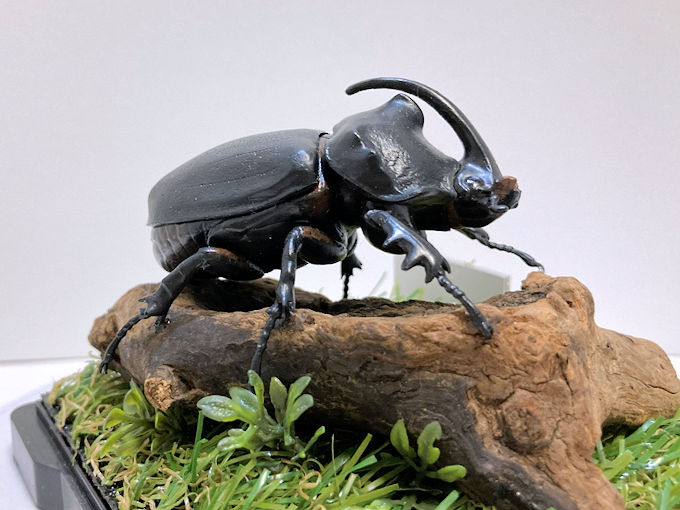 エラフスホソアカクワガタ♂83mmレプリカ標本 | オオクワ京都昆虫館