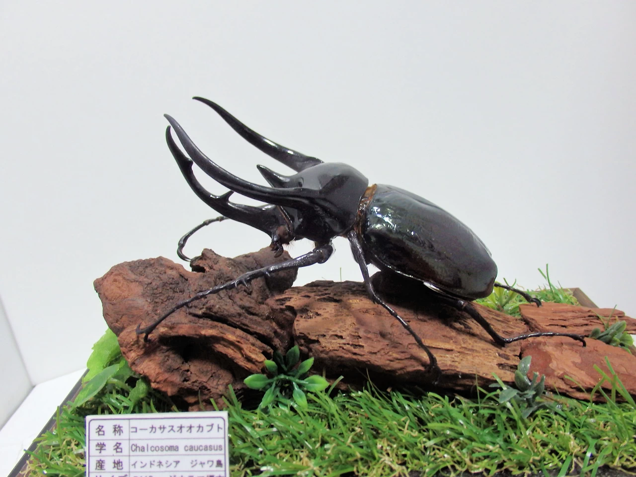 ジャワコーカサスオオカブト♂115mm ジオラマ標本 | オオクワ京都昆虫