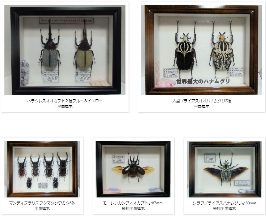 レンタルセット | オオクワ京都昆虫館 レンタル商品サイト