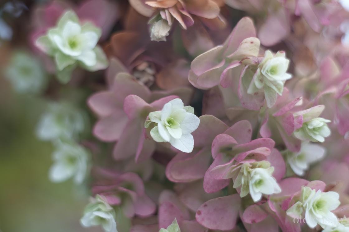 Retina XENON 50mm F1.9 Review作例 Schneiderシュナイダーオールド