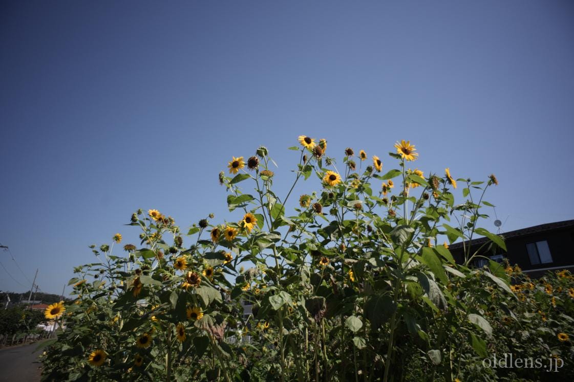 Carl Zeiss Jena Flektogon 20mm F4 レビュー作例 ツァイスの超広角