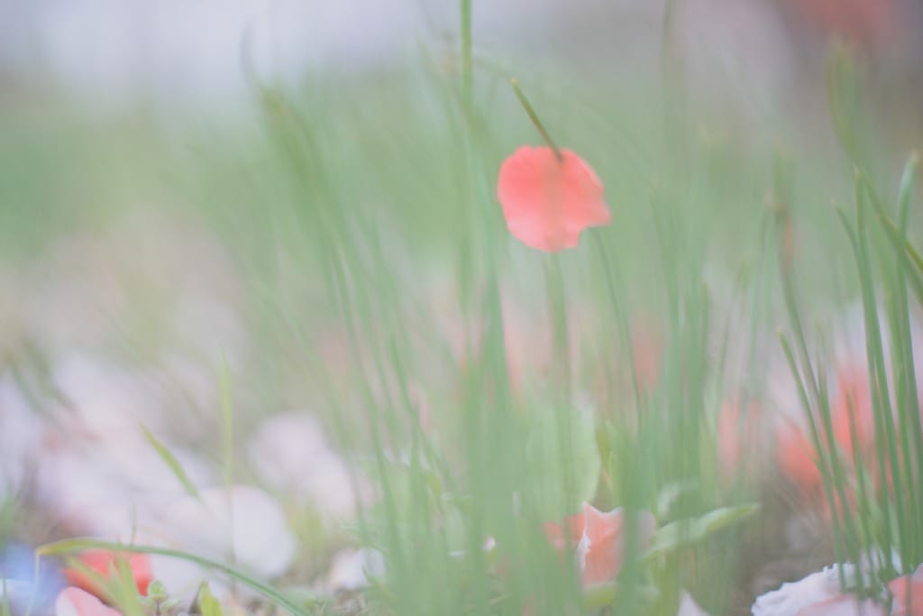AUTO mamiya/sekor 50mm f2 M42 後期型 レビュー作例 マミヤ光機 富岡