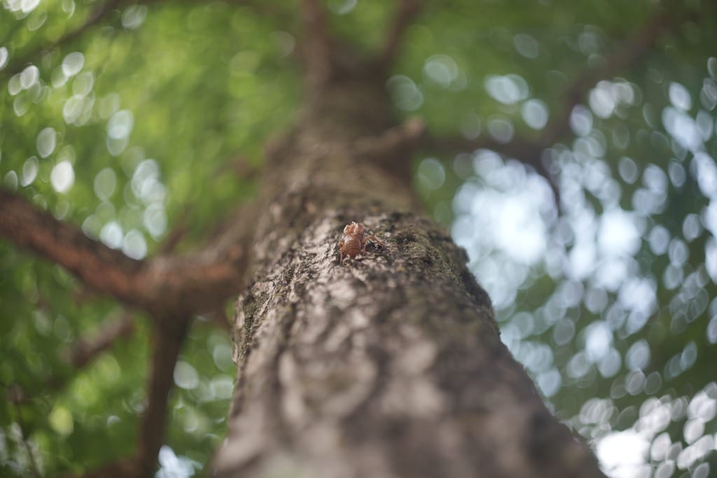 Helios44 58mm f2 13Blades Review作例 最初期ヘリオス絞り羽根13枚