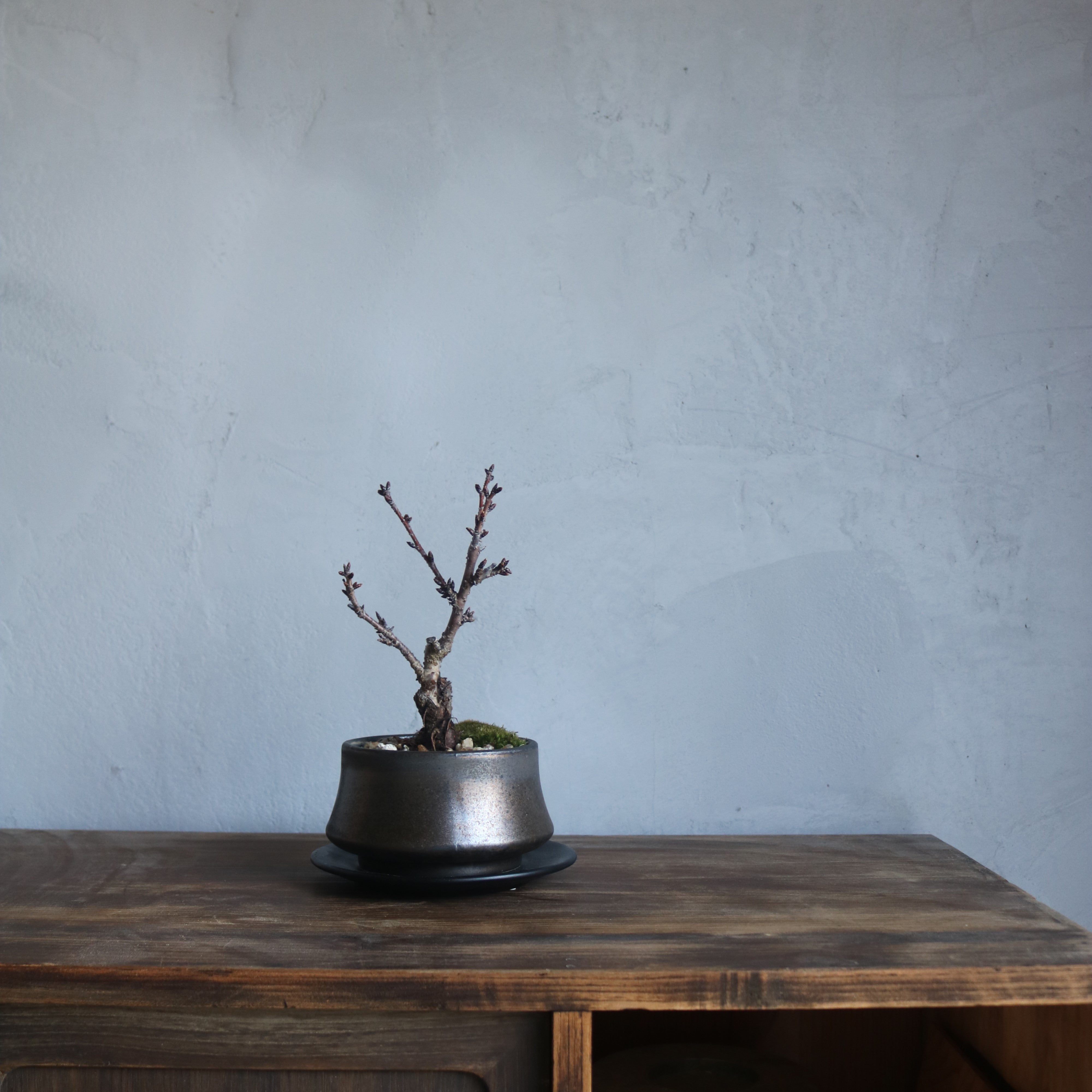 盆栽鉢｜塊根植物｜美濃焼｜和鉢｜鉢の専門店onajimi おなじみ