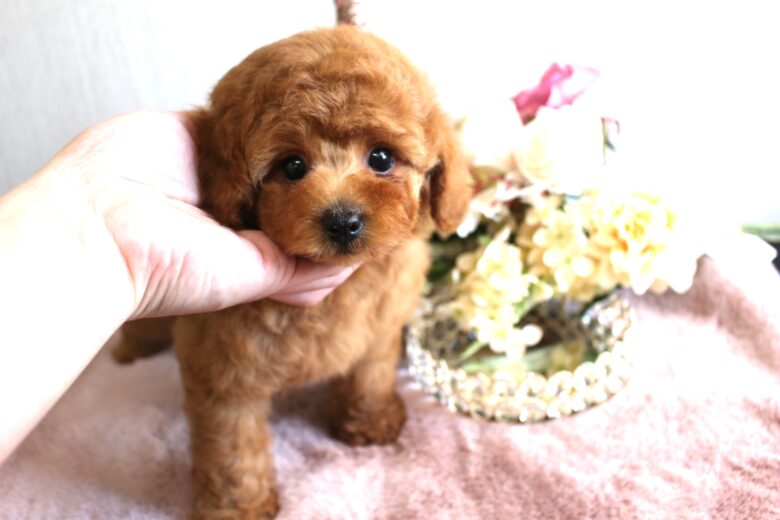 仔犬情報 トイプードル仔犬専門店 One Pooh