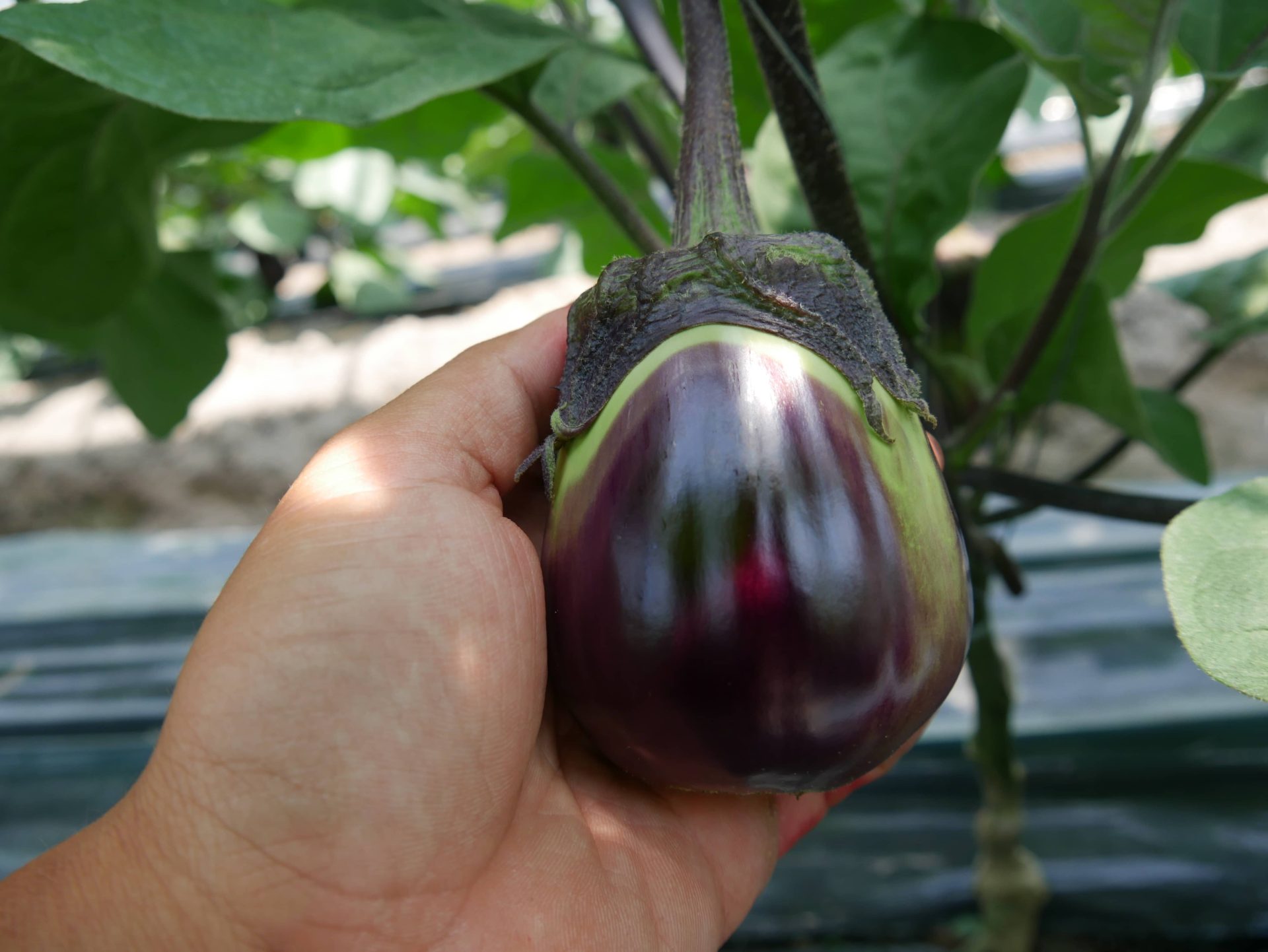 貝塚澤なす | 大阪産(もん)データベース