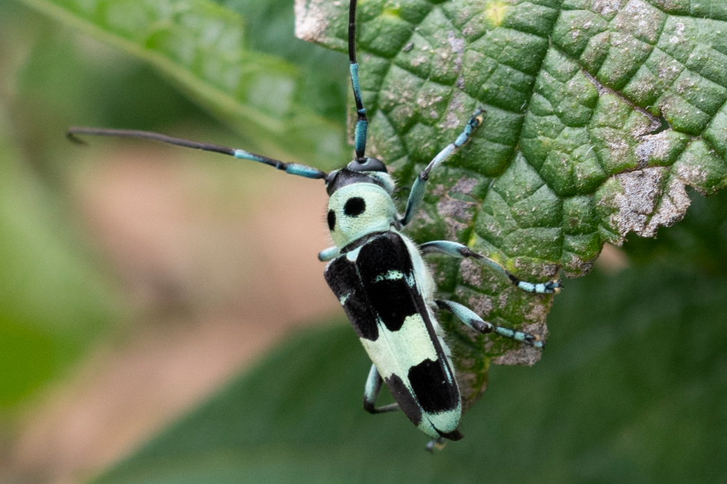 ラミーカミキリの特徴、分布、生態、写真をご紹介します。｜目に見える