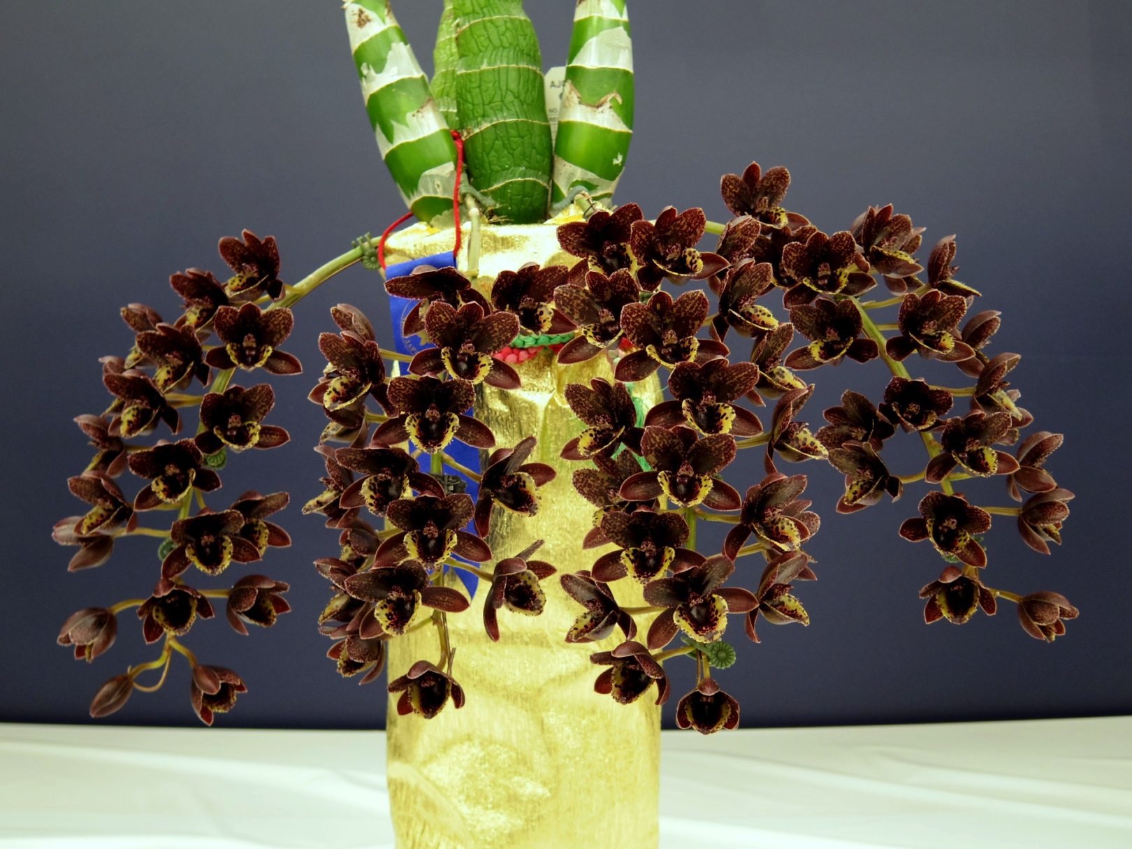 特徴的なバルブと花で話題の “タケノコ系” を学ぶ育てる -その1- | ORC