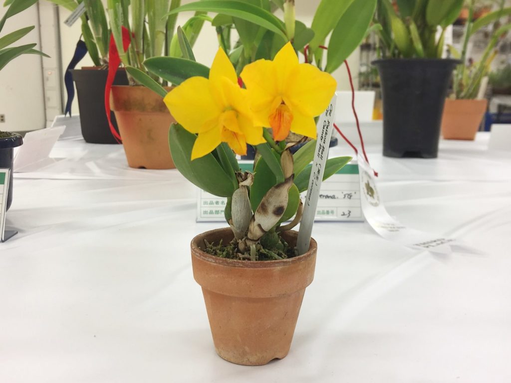 人気の手乗りカトレア「旧ソフロニティス属」の仲間たちを紹介 | ORC