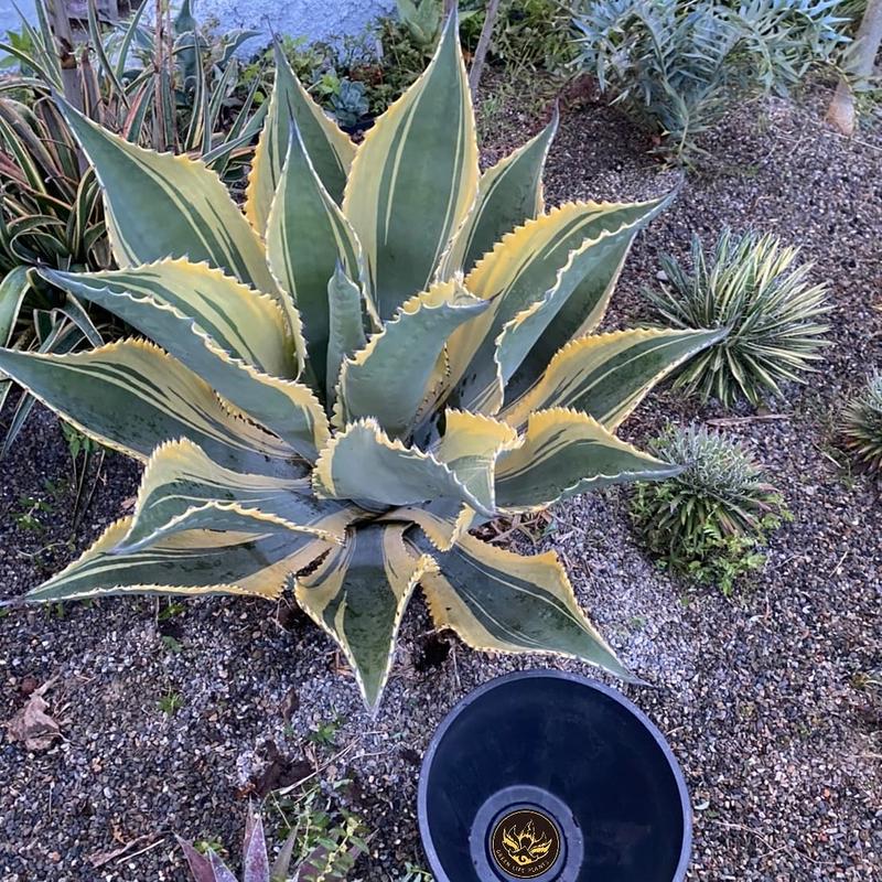 リップルエフェクト アガベ 【公式通販】