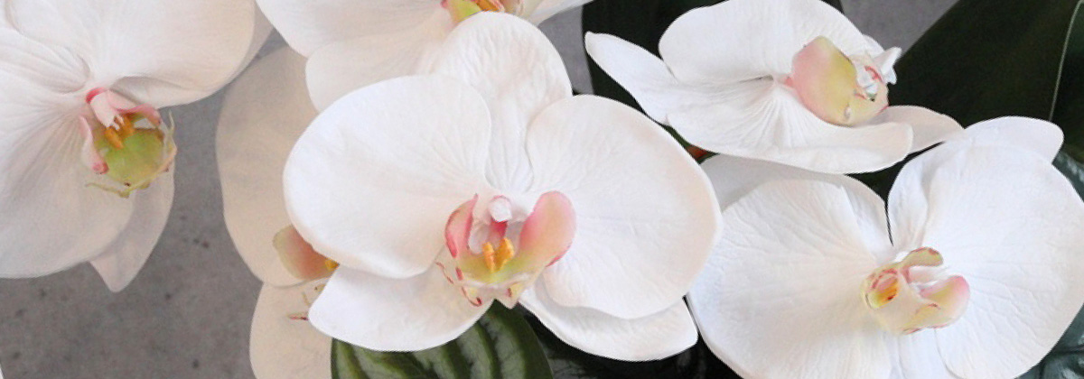 ファレノプシス(胡蝶蘭) | パレフローラ公式通販｜アーティフィシャル