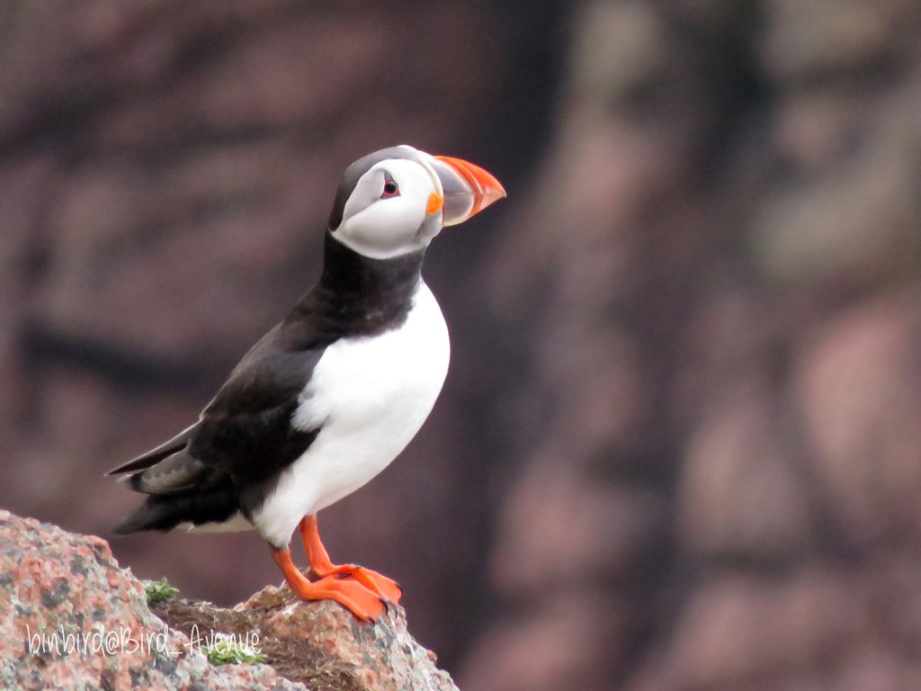 那須どうぶつ王国にいる #パフィン が、ちょっと困った顔してるけど