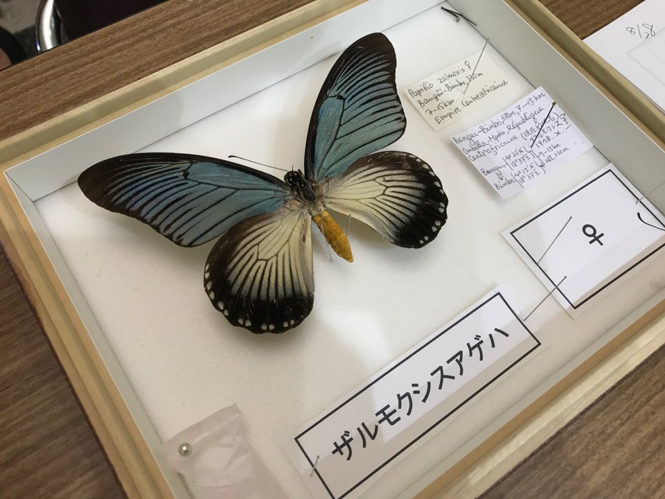 大宮のダイエーでなぜか展示されてた ザルモクシスアゲハ(ザルモクシス