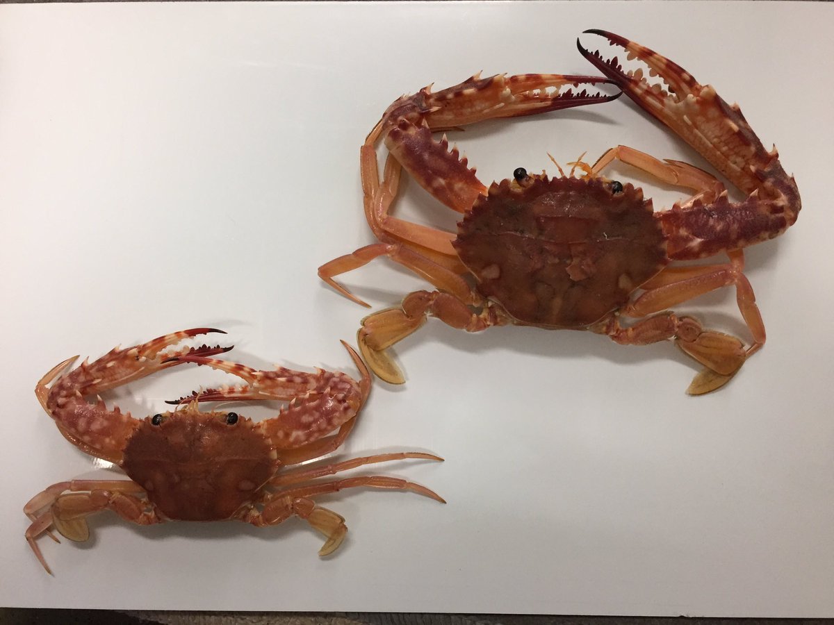 色彩保存標本展 (@sakana_hyohon) / Posts / X