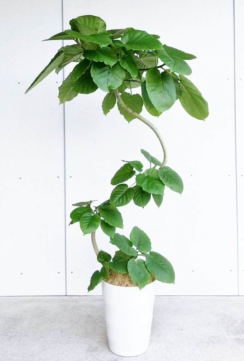 フィカス・ウンベラータ 8号 約140cm、S字に曲がりのある樹形です