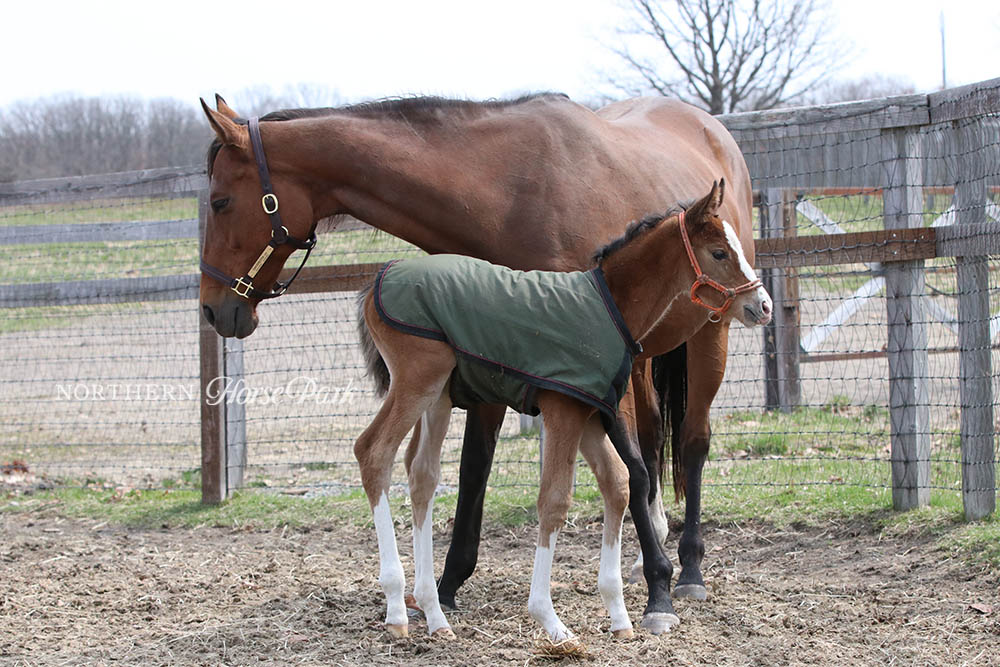 ジェンティルドンナの5番仔は元気いっぱいの女の子！初めて外に出た