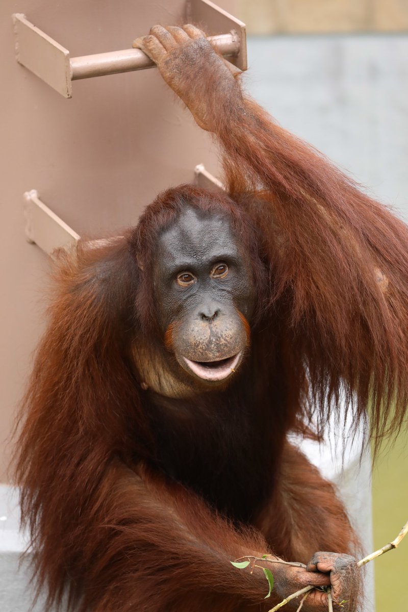 妹想いの優しいモリトくん。[by sakurai] #LiveZooInAsahiyama #旭山