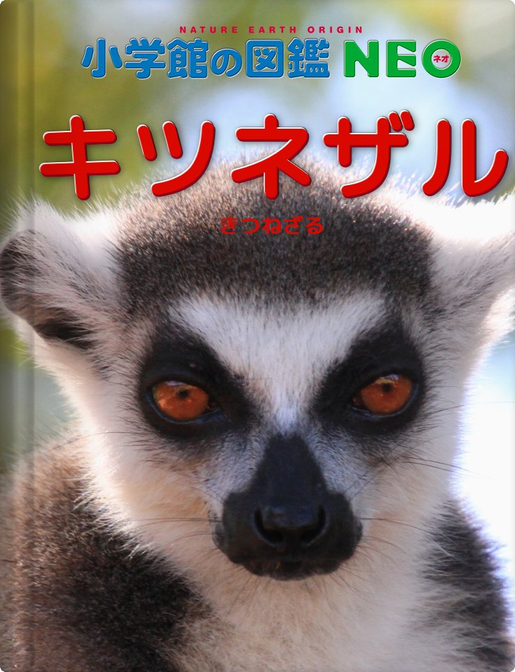 アリコの息子、イケメン・コロで作った小学館の図鑑NEO「キツネザル