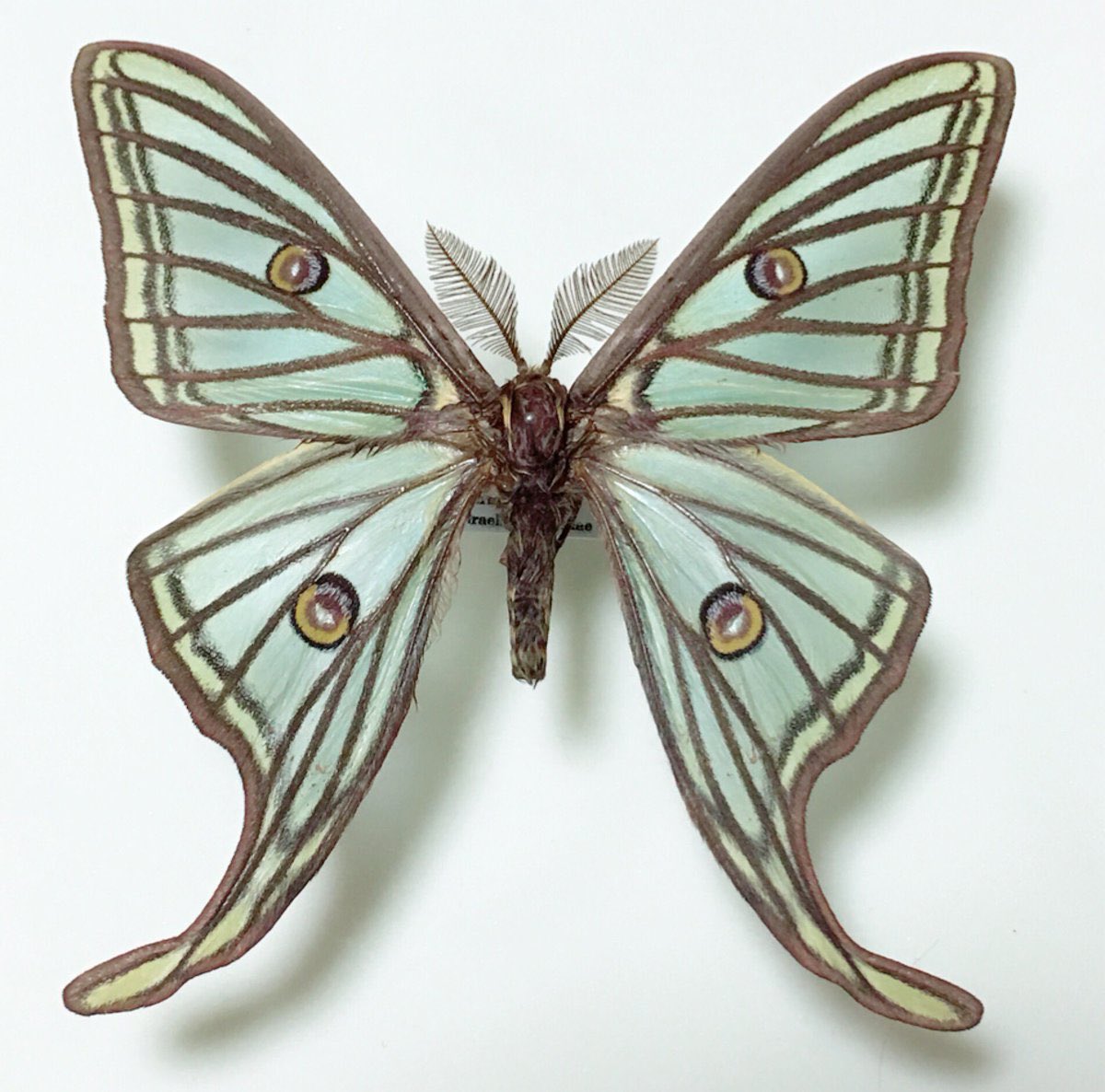 蛾ブーム といえばステンドグラスのようなイザベラミズアオ Graellsia