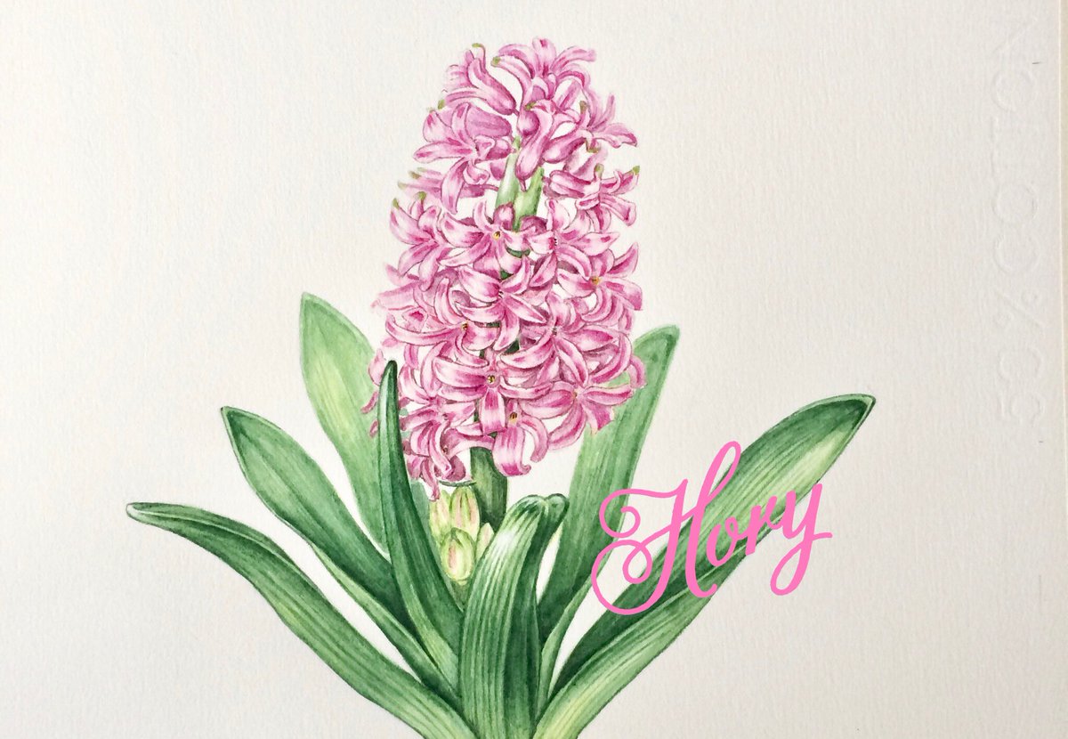 ヒヤシンス (キジカクシ科) 描いてる時の香りが良いです✨ #ヒヤシンス