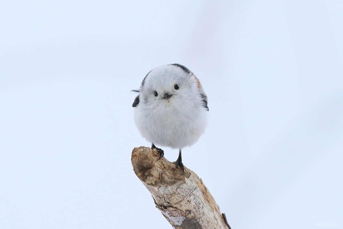 EUckBMCU8AEcvqQ.jpg?format=jpg