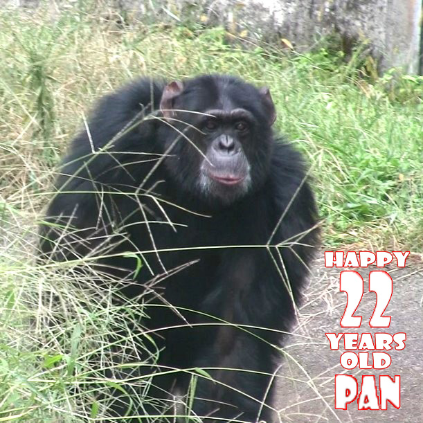 今日はパンくんの誕生日🎂 22歳になりました❗️ 凛々しくなってきまし