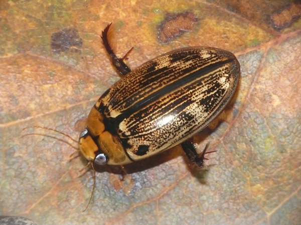 140字の制限の中でこの和名の長さは致命的ですが、ひとまず祝新種記載