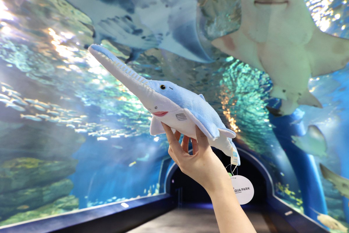 マクセル アクアパーク品川のオリジナルグッズ✨ ／ ノコギリエイの