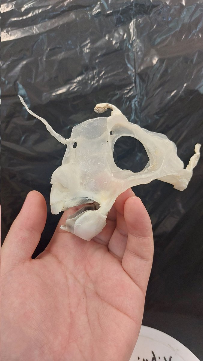 ギンザメの骨格標本が完成しました。 今回はオス個体なので頭について