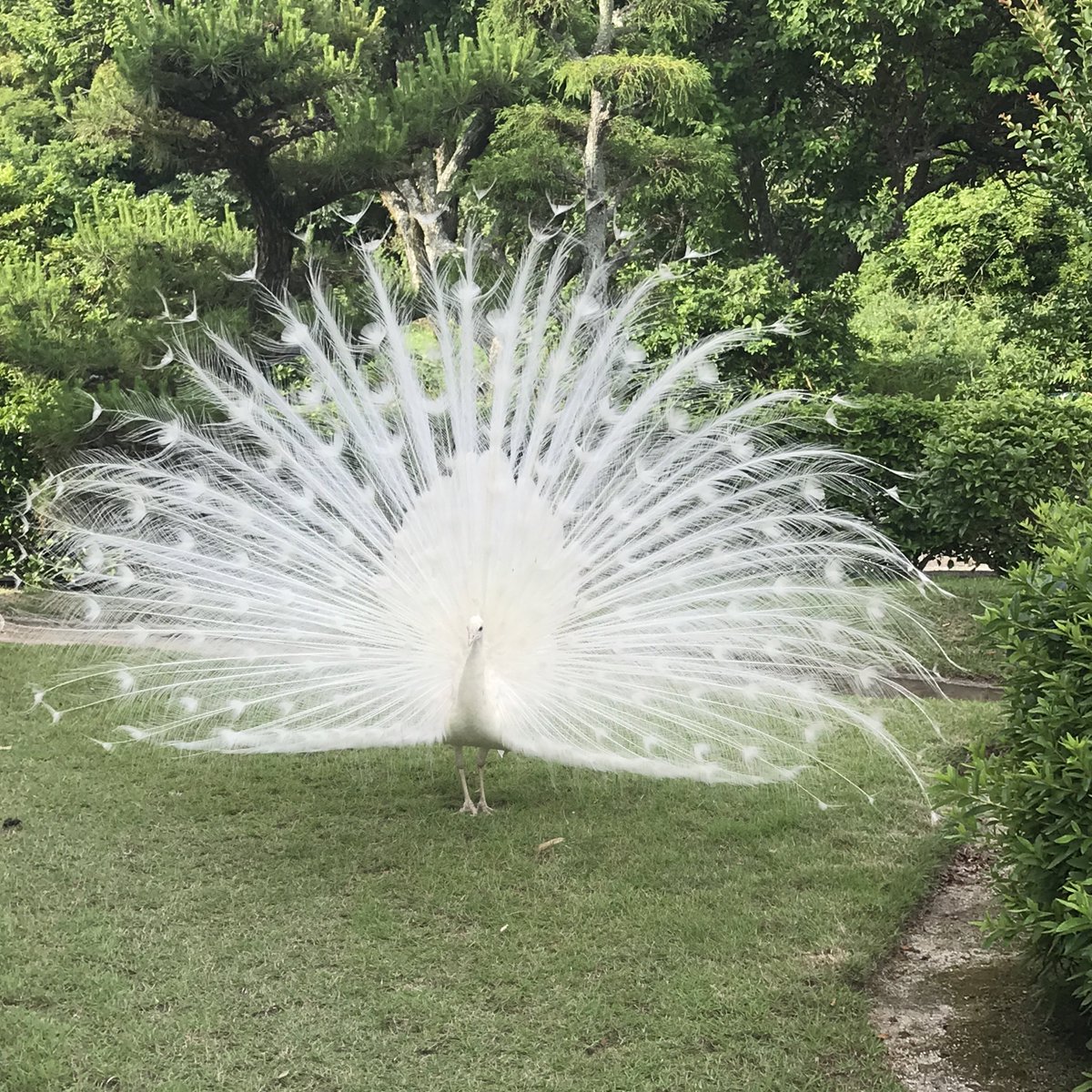 フォロワーの8割が経験したことないこと 数年前まで庭に白孔雀がほぼ