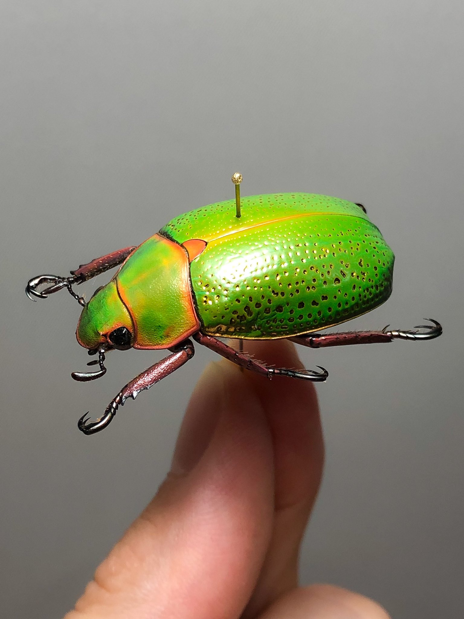 昆虫標本ウグイスコガネ