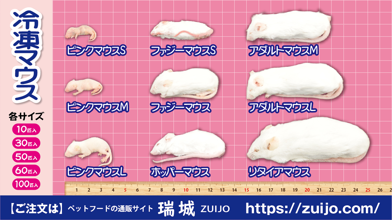 冷凍ラット 240~300g 30匹 冷凍ラット 240~300g 30匹セット 冷凍