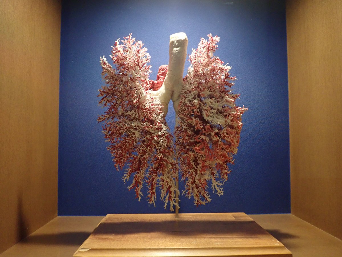 3月22日は #国際アザラシの日。アザラシは泳ぎも潜水も得意で水中で