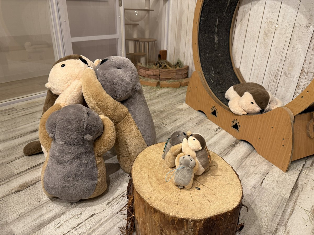 おもプクまもちのぬいぐるみ、今日から徐全国のゲームセンターで続々と