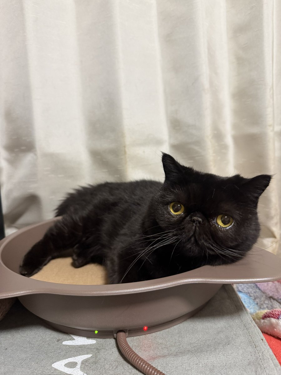 しぃちゃん (@shi_chan347) / Posts / X