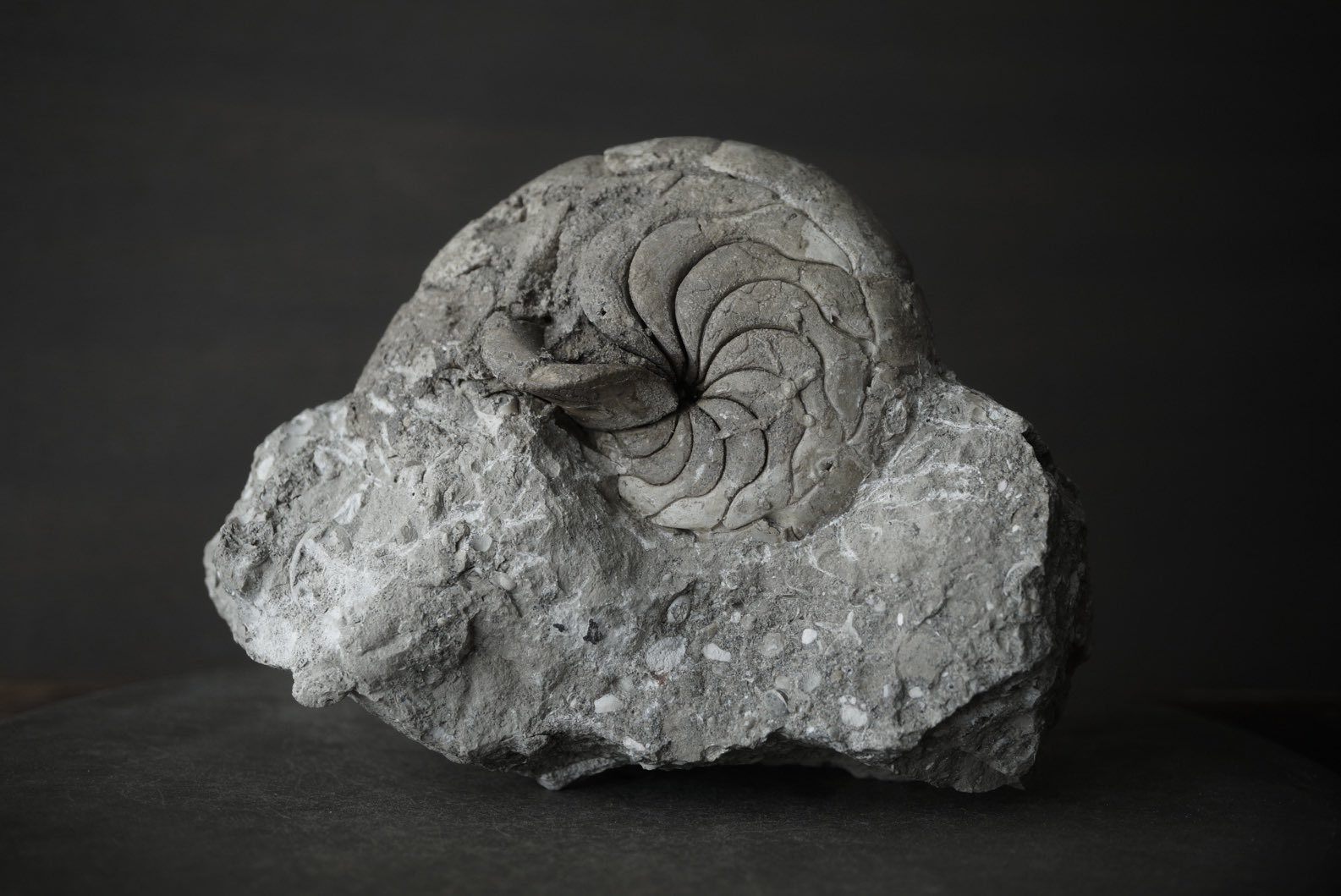 オウムガイ 化石 979g オウムガイ 化石 979g オウムガイ 化石 979g