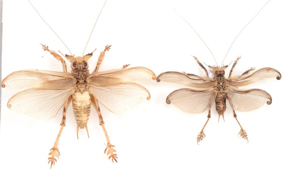 究極の2択！！！】 とんでもない造形で知られるマキバネコロギス。実は