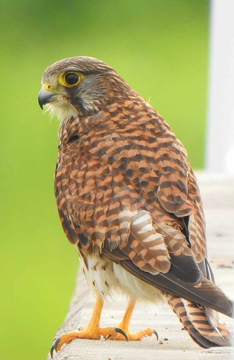 猛禽類、ハト、水鳥マニュアル BSAVA 猛禽類，ハト，水鳥マニュアル