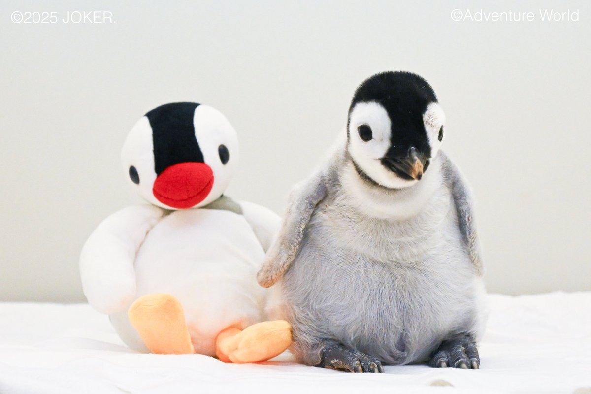 ピンガと同じペンギンの赤ちゃん すくすく成長！🐧20日齢／ 9月30日に