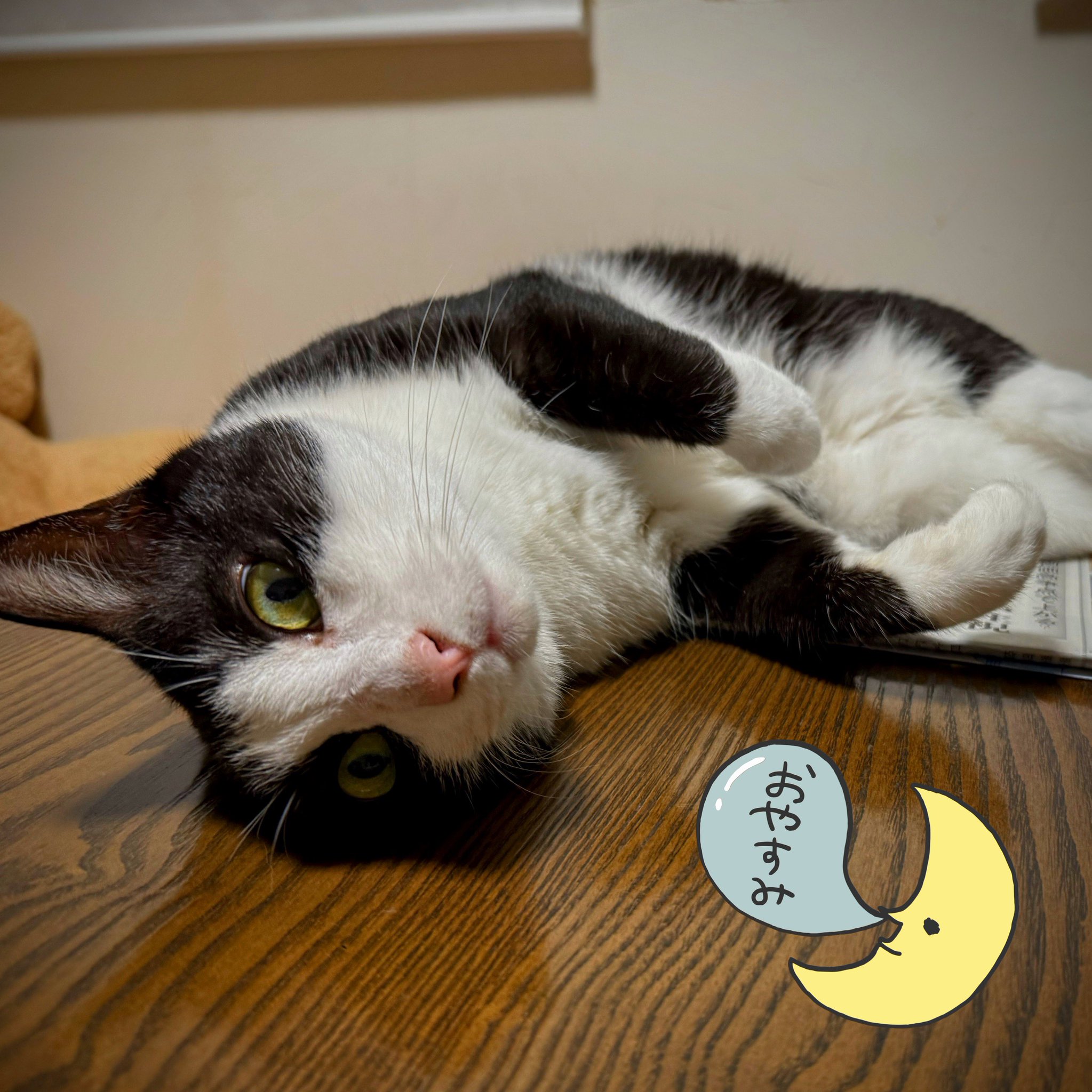 ふんばり親子猫 ハチワレ 【公式通販】