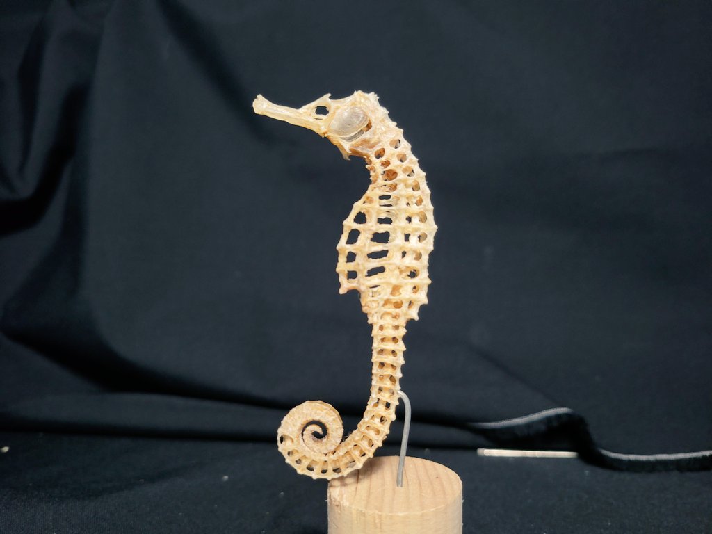 タツノオトシゴの骨格標本が完成しました