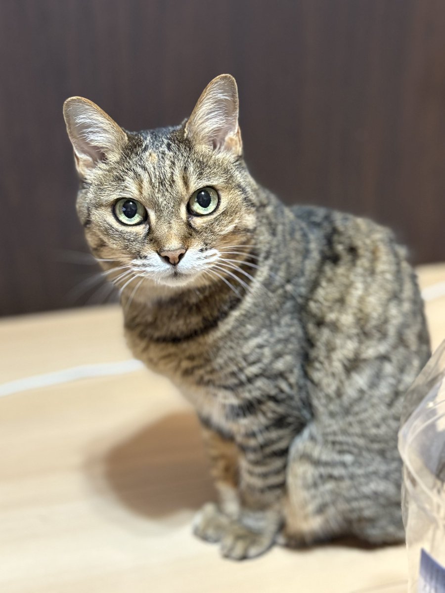 nekko1127@猫飼ってます 379 nekko1127@猫飼ってます 379 nekko1127@猫