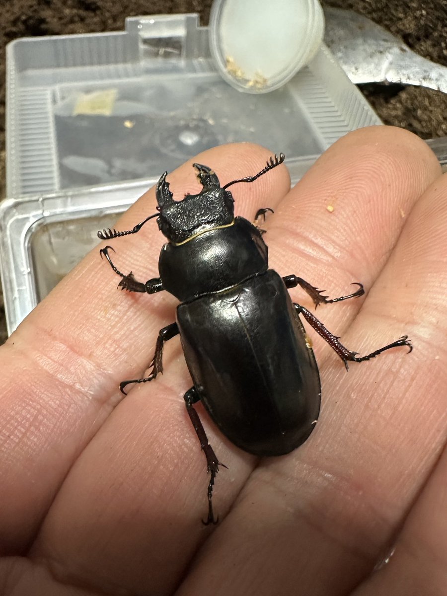 Sparkle Beetle (@BeetleSparkle) / Posts / X