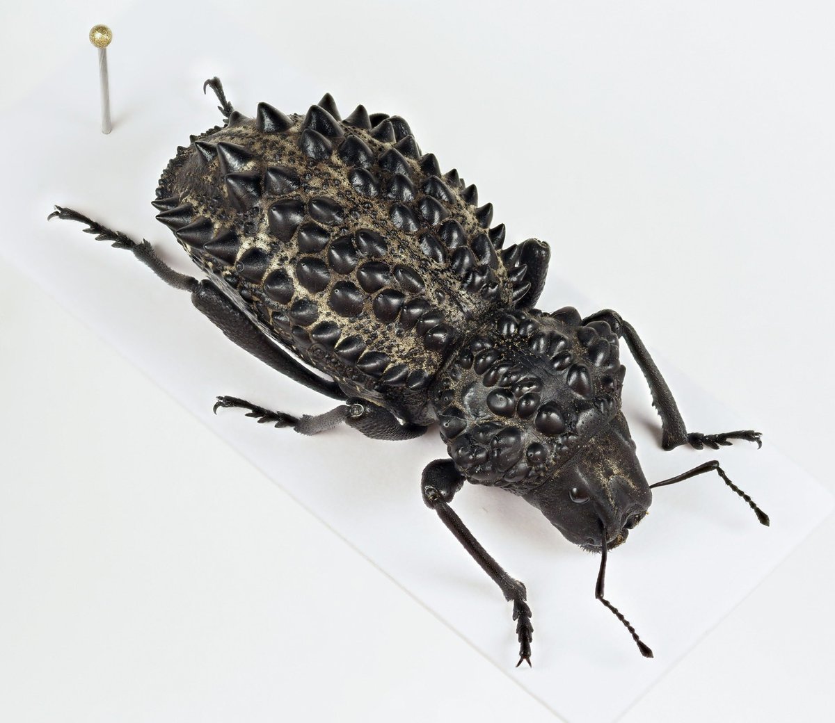 これがGagatophorus tibialis、前胸の横の出っ張りが「そこまで」の種